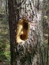 Woodpecker made hole