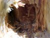 Woodpecker made hole