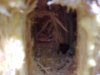 Woodpecker made hole