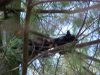 A black squirrel of Deep River