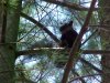 A black squirrel of Deep River