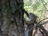 A brown squirrel of Deep River