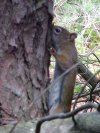 A brown squirrel of Deep River