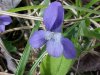 Common Blue Violet (Viola sororia)