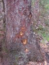 Woodpecker made holes