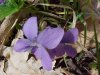 Common Blue Violet (Viola sororia)