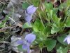 Common Blue Violet (Viola sororia)