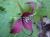 Red Trillium; Purple Trillium; Stinking Benjamin; Wake-Robin (Trillium erectum)