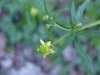 Kidneyleaf Buttercup (Ranunculus abortivus)