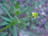 Kidneyleaf Buttercup (Ranunculus abortivus)