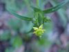 Kidneyleaf Buttercup (Ranunculus abortivus)