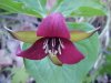 Red Trillium; Purple Trillium; Stinking Benjamin; Wake-Robin (Trillium erectum)
