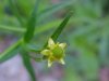 Kidneyleaf Buttercup (Ranunculus abortivus)