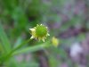 Kidneyleaf Buttercup (Ranunculus abortivus)