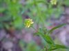 Kidneyleaf Buttercup (Ranunculus abortivus)