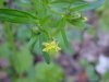 Kidneyleaf Buttercup (Ranunculus abortivus)