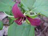 Purple Trillium; Stinking Benjamin (Trillium erectum)