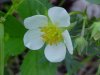 Common Strawberry (Fragaria virginiana)