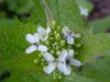 Garlic Mustard (Alliaria petiolata