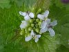 Garlic Mustard (Alliaria petiolata