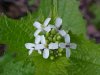 Garlic Mustard (Alliaria petiolata