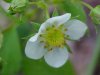 Common Strawberry (Fragaria virginiana)