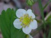 Common Strawberry (Fragaria virginiana)