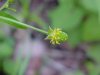 Kidneyleaf Buttercup (Ranunculus abortivus)
