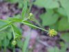 Kidneyleaf Buttercup (Ranunculus abortivus)
