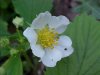Common Strawberry (Fragaria virginiana)