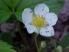 Common Strawberry (Fragaria virginiana)