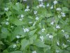 Garlic Mustard (Alliaria petiolata)