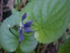 Common Blue Violet (Viola sororia)