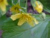 Large-leaved Avens (Geum macrophyllum)