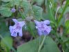 Ground Ivy; Gill-over-the-ground;  Creeping Charlie (Glechoma  hederacea)
