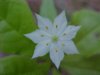 Starflower (Trientalis borealis)