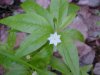 Starflower (Trientalis borealis)