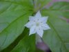 Starflower (Trientalis borealis)