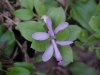 Fringed Polygala; Gay-wings (Polygala paucifolia Willd)