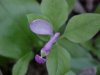 Fringed Polygala; Gay-wings (Polygala paucifolia Willd)