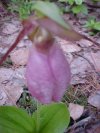 Pink Lady's-Slipper (Cypripedium acaule)