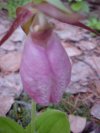 Pink Lady's-Slipper (Cypripedium acaule)