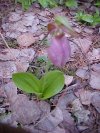 Pink Lady's-Slipper (Cypripedium acaule)