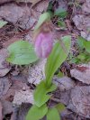 Pink Lady's-Slipper (Cypripedium acaule)