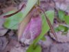Pink Lady's-Slipper (Cypripedium acaule)