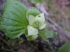 budding Bunchberry (Cornus canadensis)