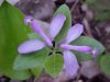 Fringed Polygala; Gay-wings (Polygala paucifolia Willd)