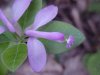 Fringed Polygala; Gay-wings (Polygala paucifolia Willd)