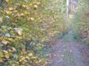 Blurred Autumn/Fall image of the Mount Martin trail