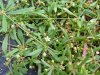 Carpetweed (Mullugo verticillata L.)